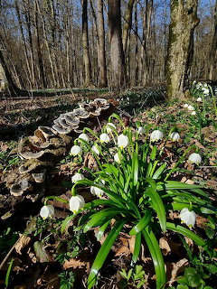 Snowdrops in Forest