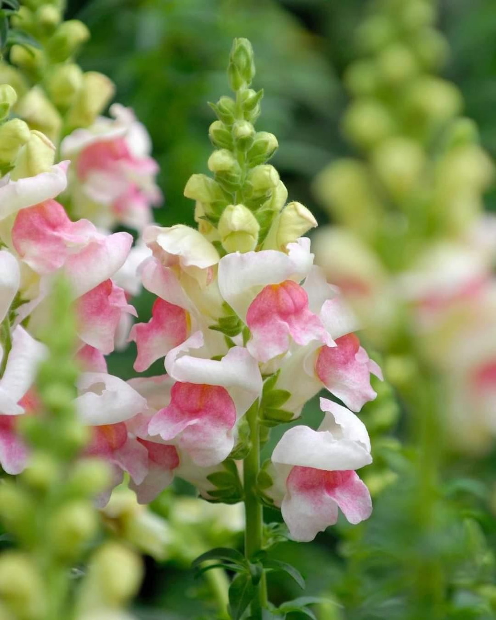 Pink and white snapdragon flowers blooming on tall stems with blurred green background