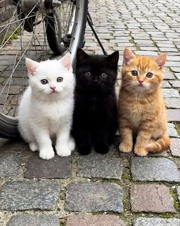 Three kittens, white, black, and orange tabby, sitting together on coblestone pavement near a bicycle