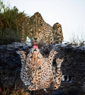 Cheetah Reflection