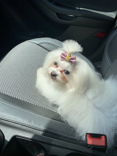 Small white Maltese dog wearing a pink hair bow sitting on a gray car seat