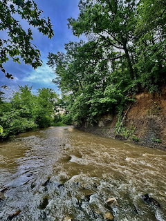 Forest Creek Flowing Water