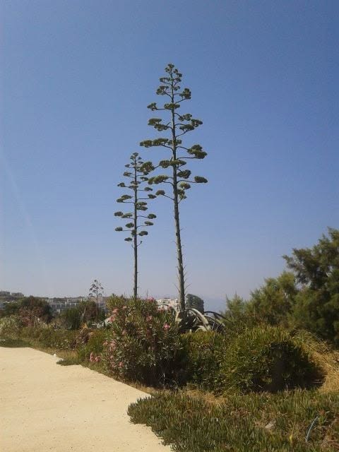 Two tall agave flower stalks beside a pale path in a sunny Mediterranean garden.