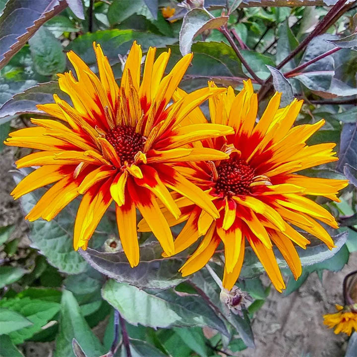 False Sunflowers