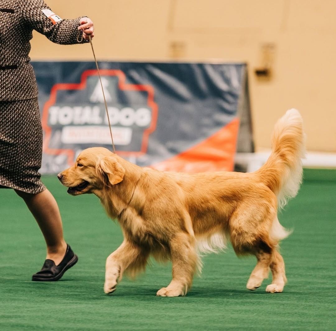 Golden Retriever dog walking beside handler at indoor dog show on green floor