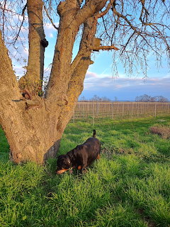 German Shepherd sitting under bare tree in grassy field with mountain backdrop