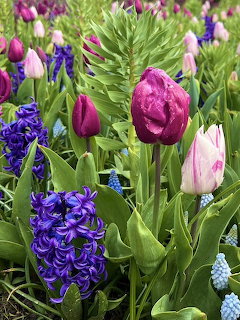 Close-up of spring garden with pink tulips, purple hyacinths, and blue grape hyacinths among green leaves