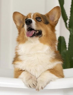 Smiling Welsh Corgi Pembroke dog with tongue out resting paws on white ledge