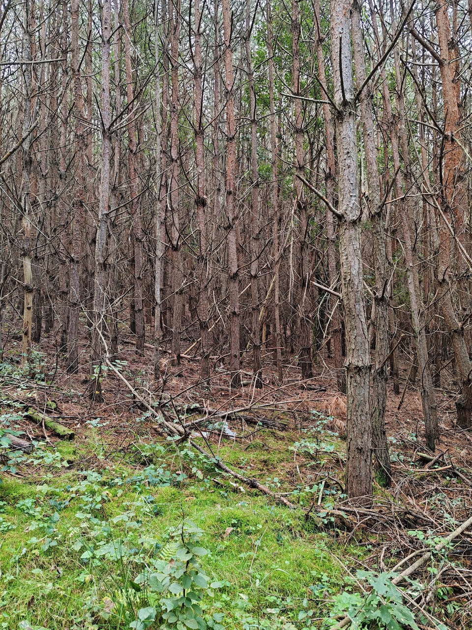 Dense forest with thin tree trunks, sparse branches, and green plants on the forest floor