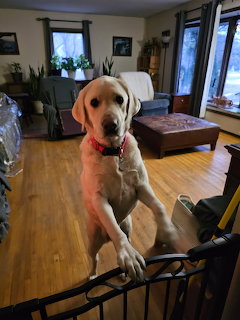 Yellow Labrador dog with red collar standing up in a living room