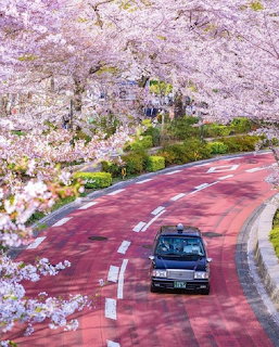 Cherry Blossom Road