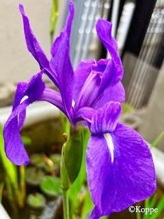 Purple Iris Flower