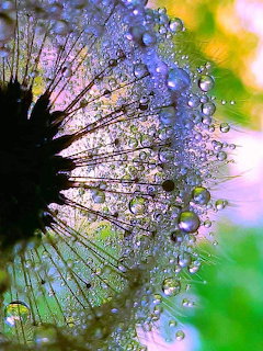 Macro photo of dandelion seed head with water droplets reflecting light against colorful background