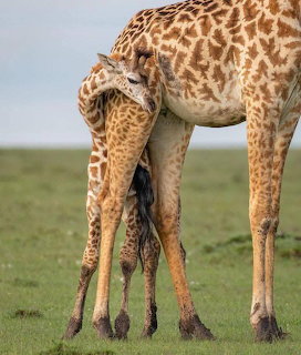 Giraffe calf nursing beneath an adult giraffe on open grassland