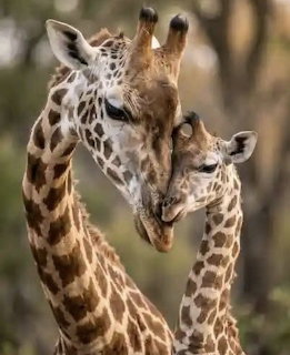Mother giraffe gently nuzzling her calf with trees in the background