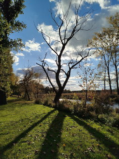 Autumn trees by a river with long shadows on green grass under a cloudy blue sky