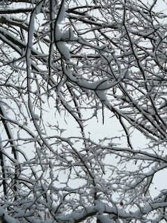 Snow-laden bare tree branches intertwining against a pale grey winter sky