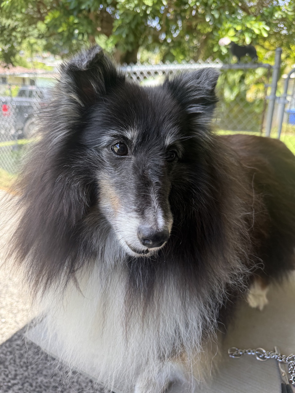 Black and white Sheltie with long fur standing outdoors under leafy trees.