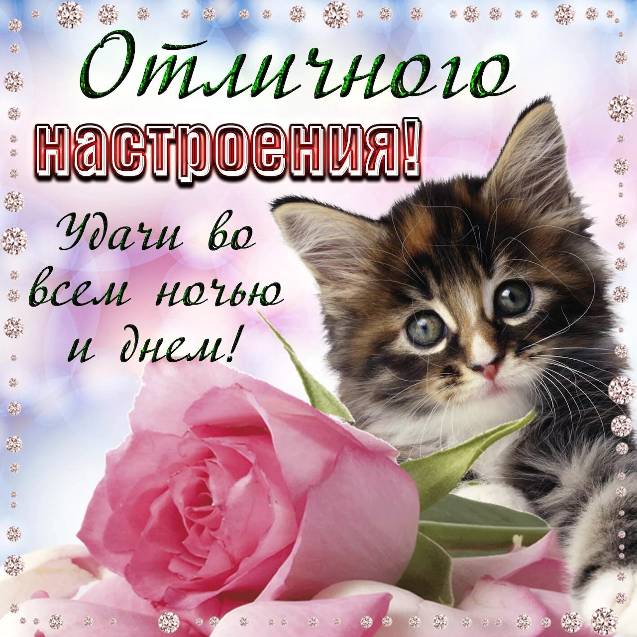 Fluffy kitten next to a pink rose with Russian greeting text on a pastel background
