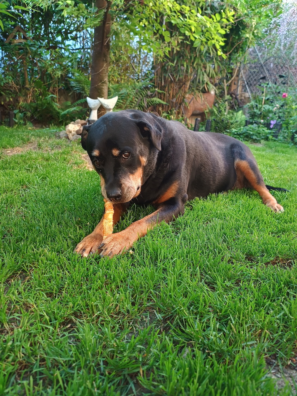 Black and tan dog lying on green grass in a garden with trees and plants behind it