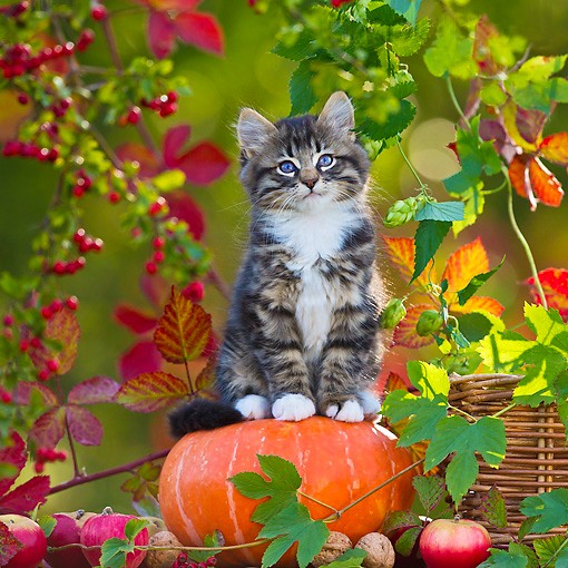 Gray tabby kitten sitting on orange pumpkin with autumn leaves and flowers in background