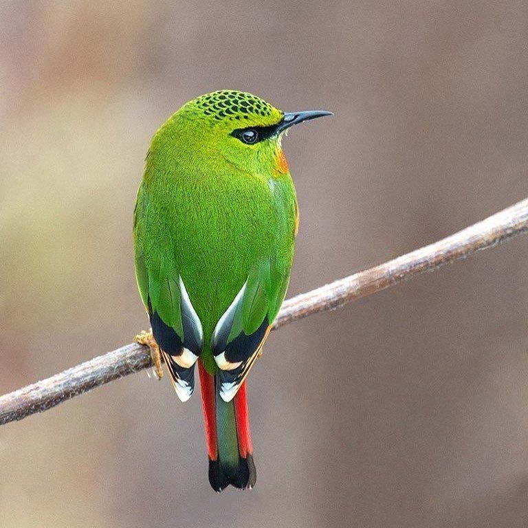 Bright green Fire-tailed Myzornis bird with red tail and yellow face perched on thin branch