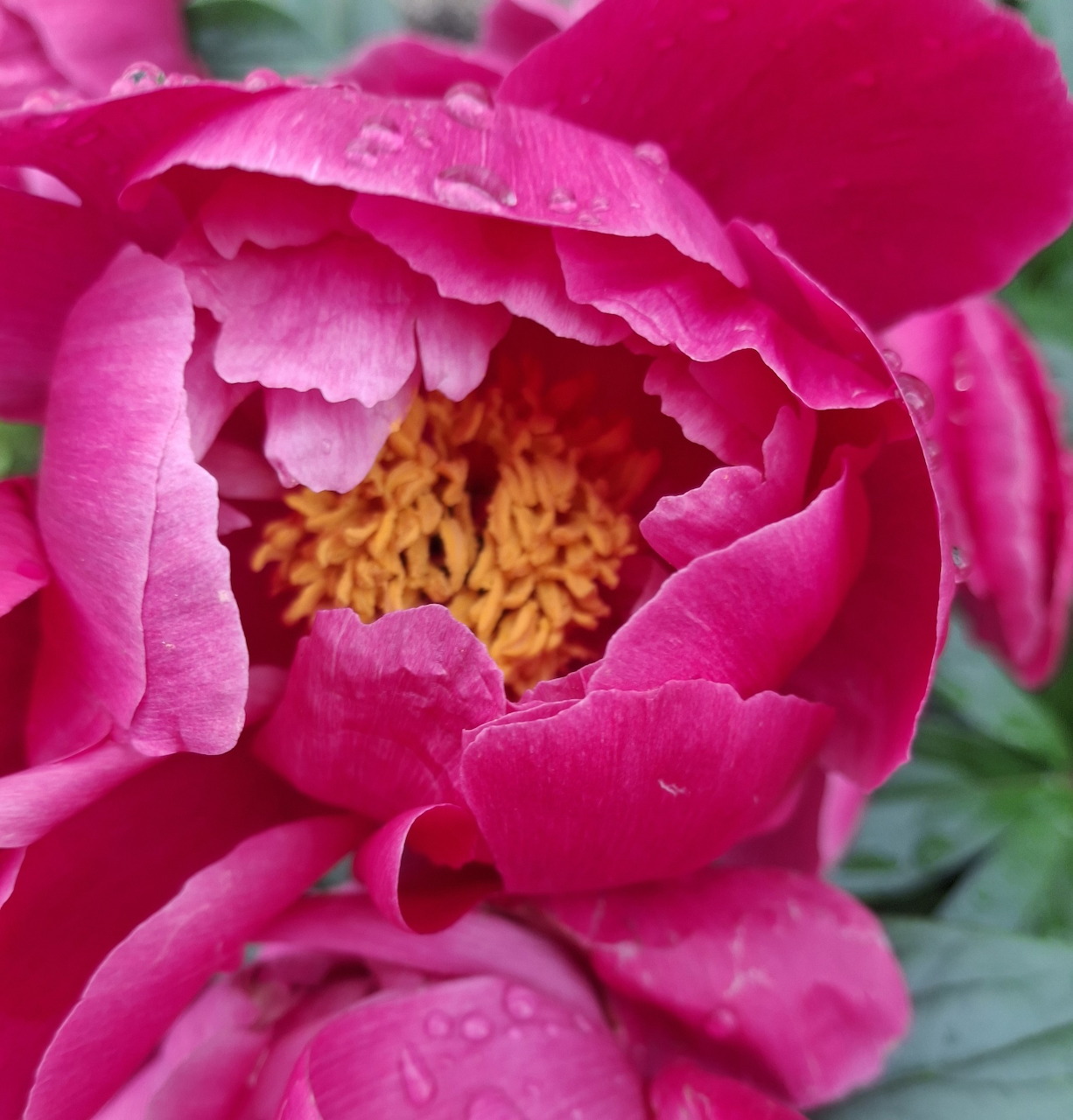 Close-up of a pink peony flower with water droplets and yellow center