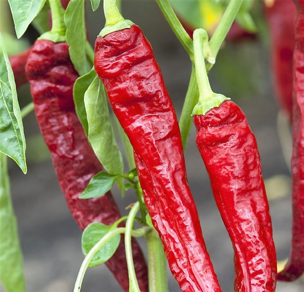 Close-up of red wrinkled peppers hanging from green stems with leaves