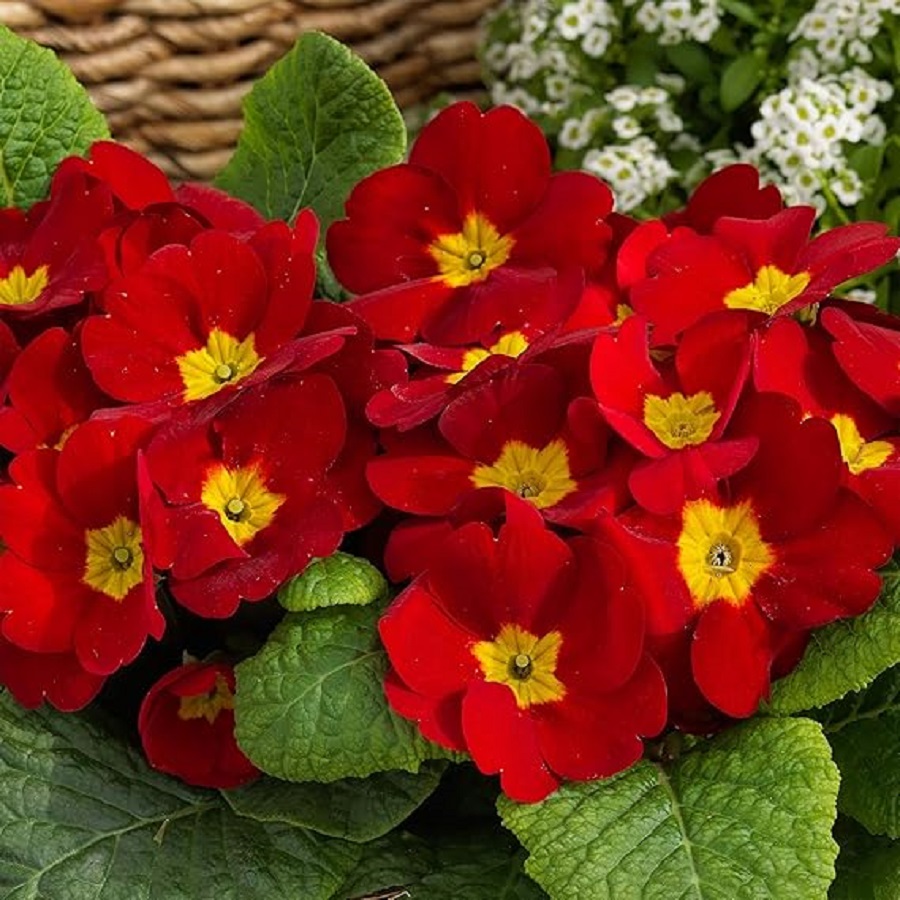 Red Primrose Flowers