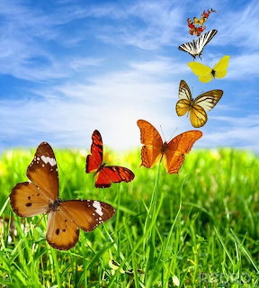 Multiple colorful butterflies flying over lush green grass against a blue sky