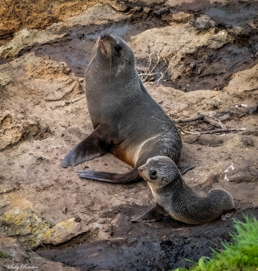 Fur seal mother sitting upright on rocks next to her small pup