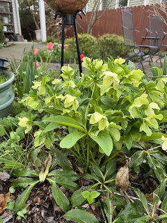 Green helebore plant with pale yellow-green flowers bloming in a garden bed