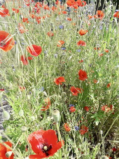 Red poppies blooming in a wild meadow with green stems and white wildflowers