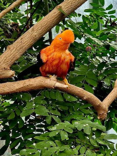 Bright orange bird with fluffy plumage perched on a branch among green leaves