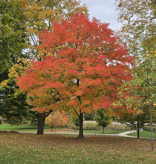 Large red maple tree with bright autumn foliage in a park surrounded by green and yellow trees