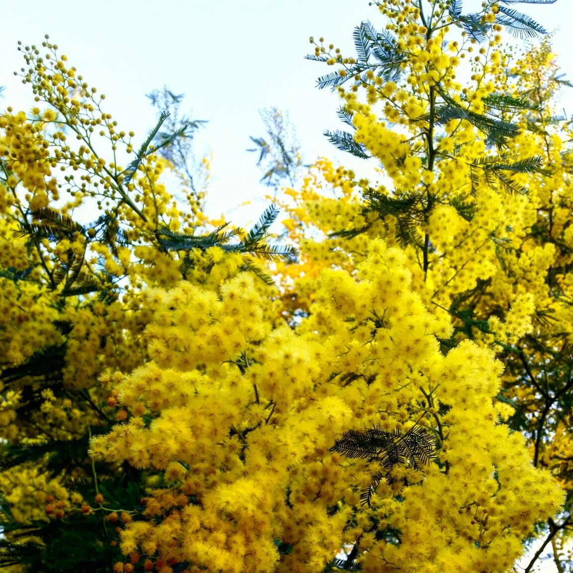 Yellow Wattle Flowers