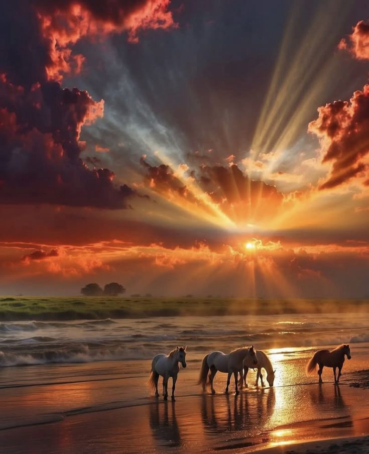 Four horses on a beach at sunset with sun rays through dark clouds