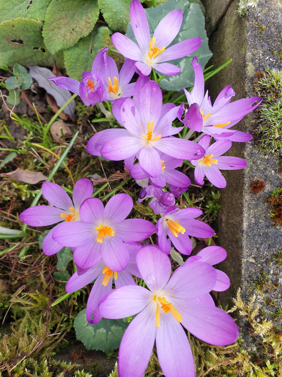 Purple crocus flowers with yellow centers blooming in a garden surrounded by green leaves and moss