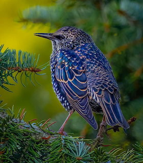 European starling with iridescent blue and black spotted feathers perched on a pine branch