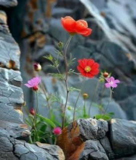 Red poppies and pink wildflowers growing among gray rocks in natural setting
