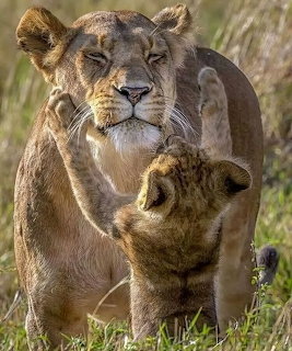 Lioness walking with her young cub in green grass, cub reaching up toward her