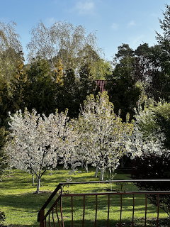 Blooming Trees Spring Garden