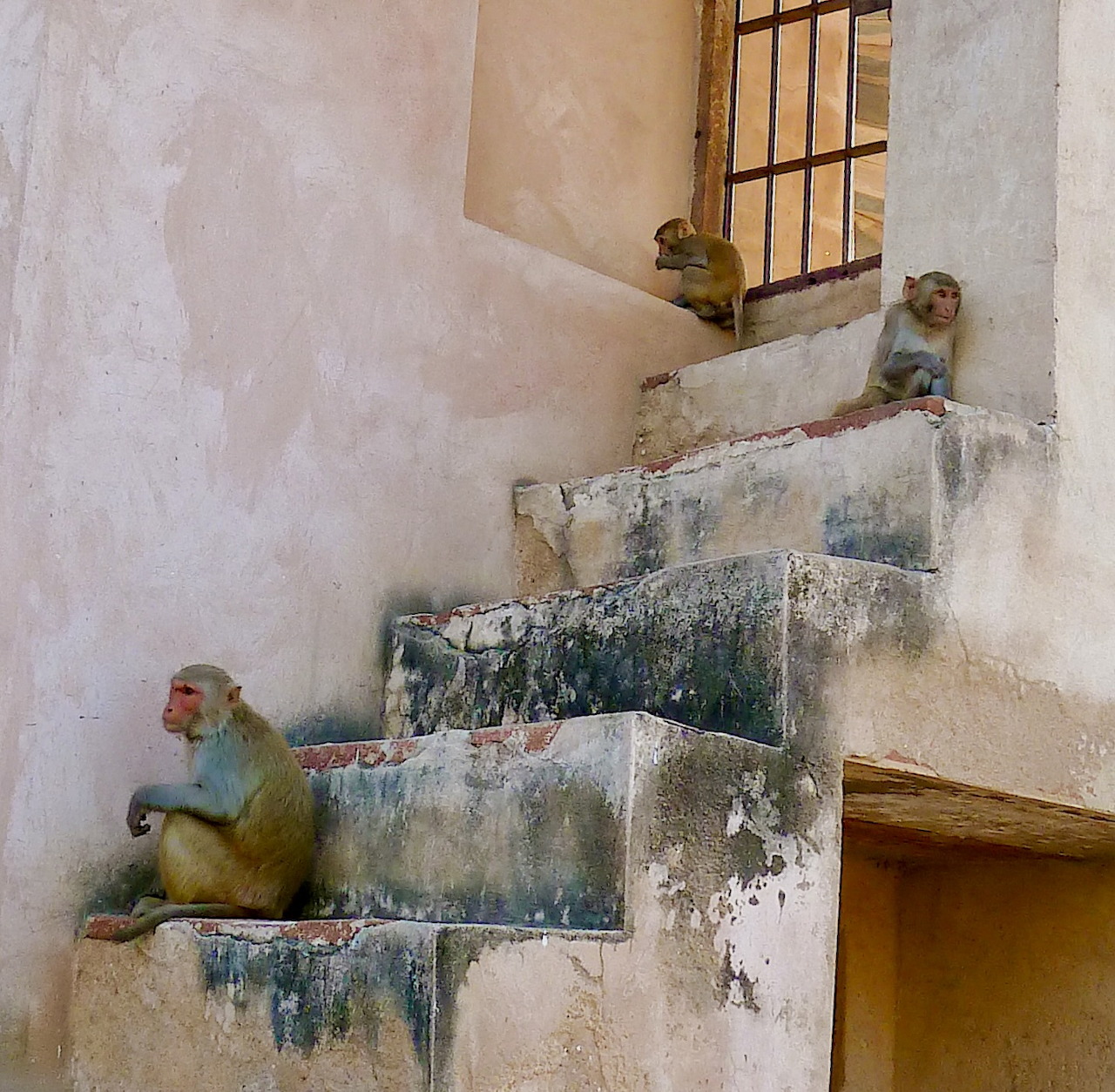 Monkeys on Ancient Stairs