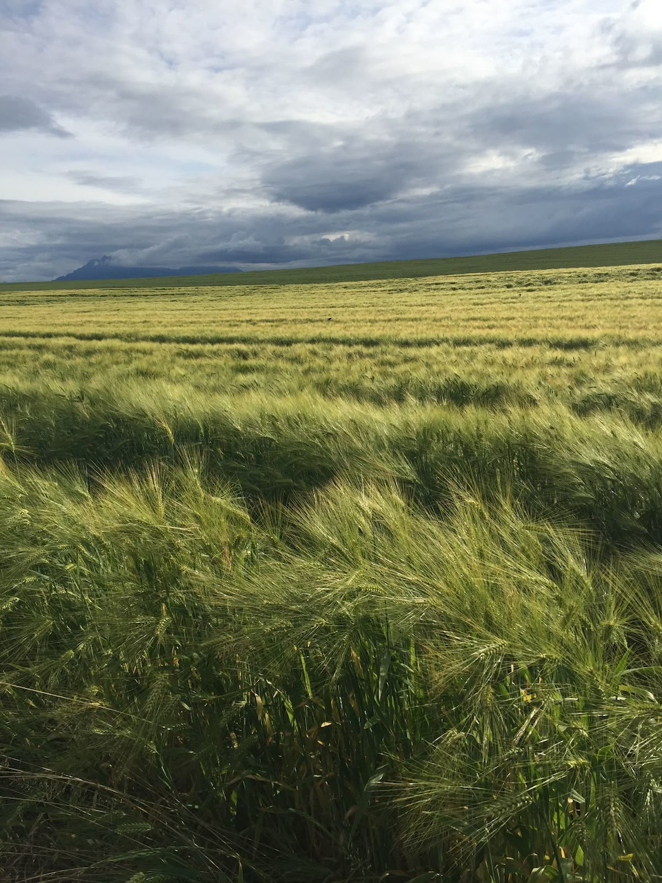 Green field with wind-blown grass under cloudy sky