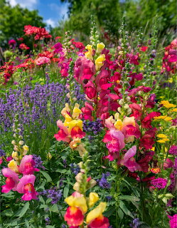 Colorful Garden Flowers