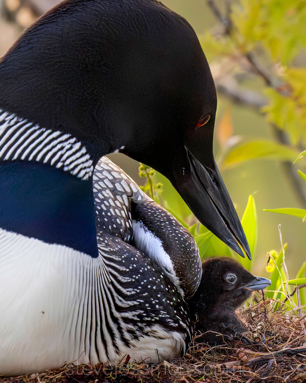 Loon With Newborn Chick
