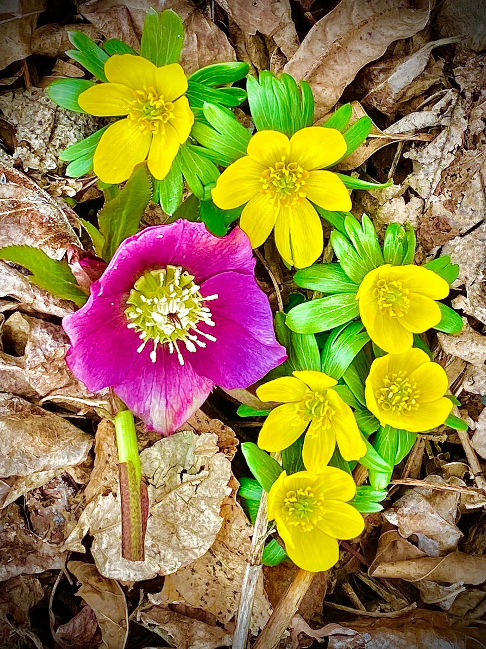 Yellow and pink wildflowers blooming on forest floor covered with dried brown leaves