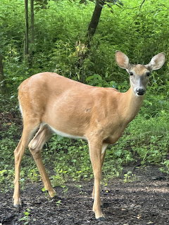 Forest Deer