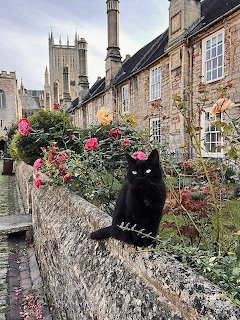 Black cat perched on weathered stone wall with flowering plants in quaint village setting