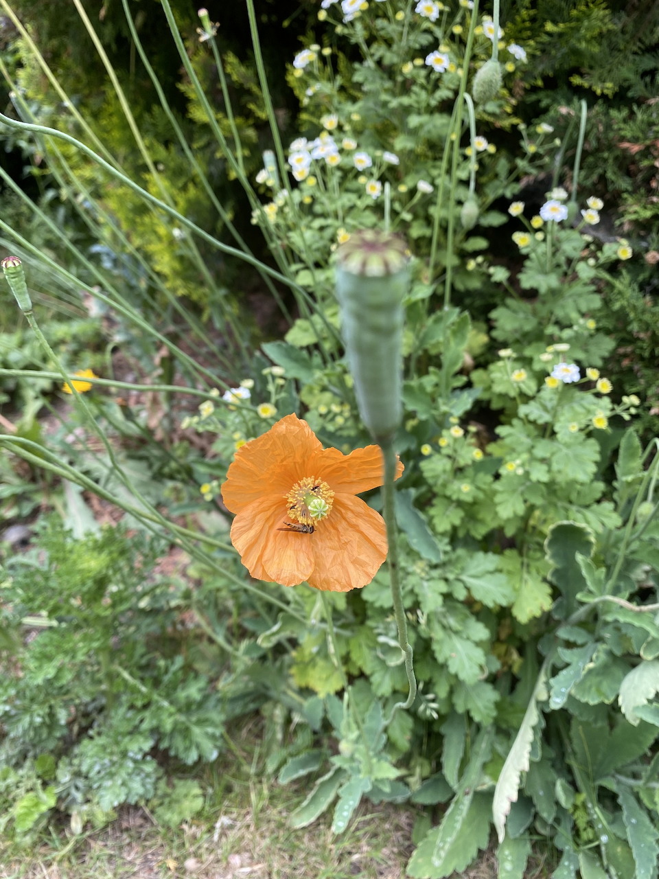 Close-up of an orange poppy flower with a green seed pod and garden foliage behind it.
